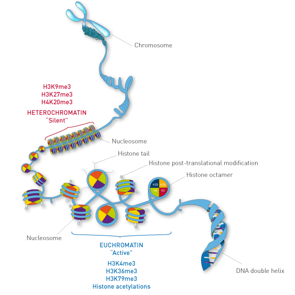 Histone-Antibodies-Diagenode