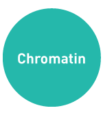 Chromatin-Immunoprecipitation-Diagenode