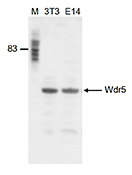 Western blot