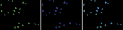 LSD1 Antibody validated in Immunofluorescence
