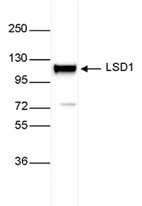 LSD1 Antibody validated in Western Blot