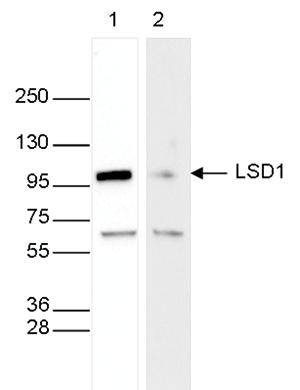 LSD1 Antibody validated in Western Blot