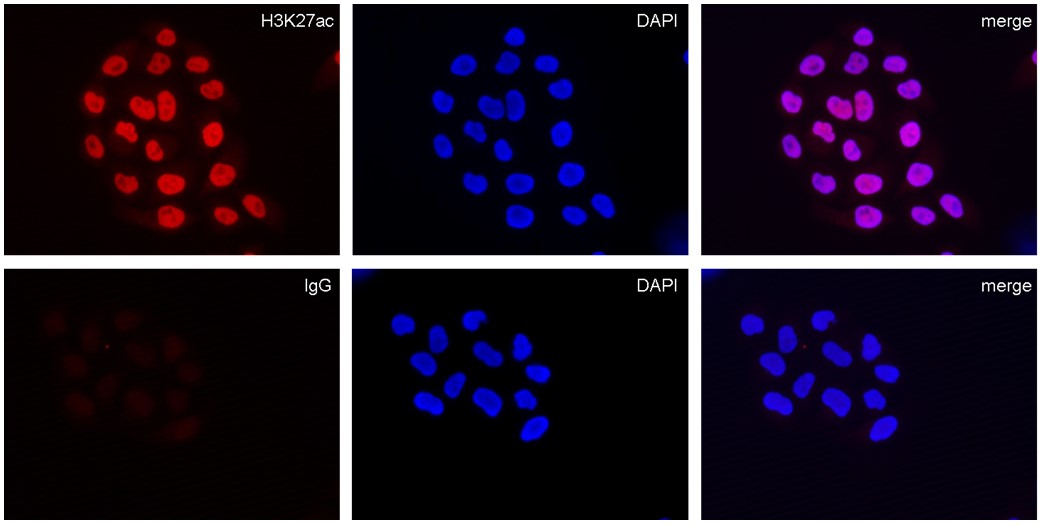 Mouse IgG Antibody validated in Immunofluorescence