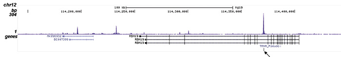 ChIP-seq figure D