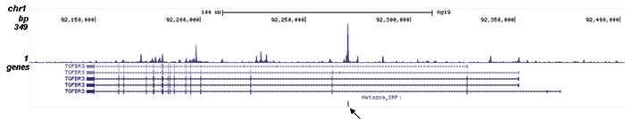 ChIP-seq figure E