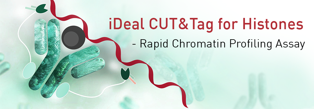  iDeal CUT&Tag for Histones