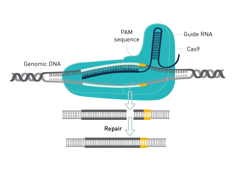 Crispr Cas9 genome editing