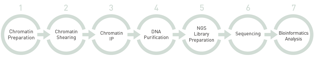 ChIP Sequencing Services