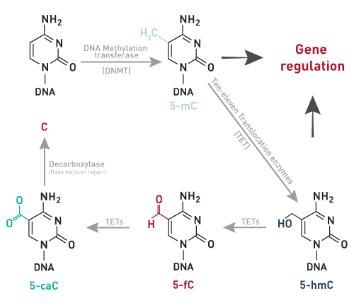 book chemical and functional properties