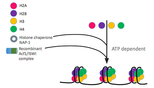 chromatin function assembly kit diagenode