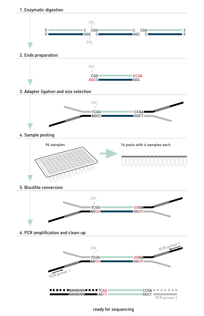 rrbs how it works