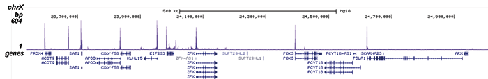 Pol II Antibody for ChIP-seq