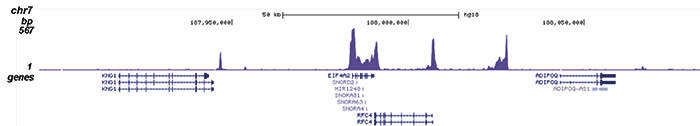 Pol II Antibody validated in ChIP-seq