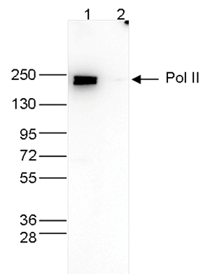 Pol II Antibody for Western Blot
