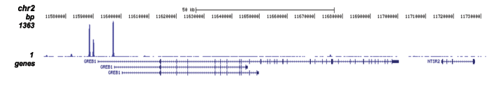 ER Antibody ChIP-seq Grade