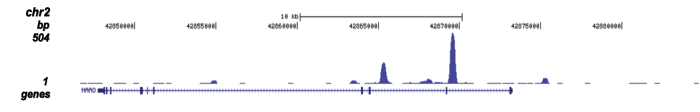 ER Antibody for ChIP-seq assay