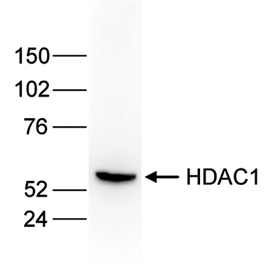 HDAC1 Antibody validated in Western Blot