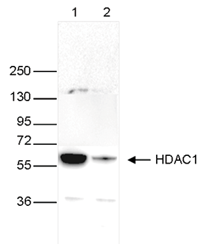 HDAC1 Antibody validated in Western blot