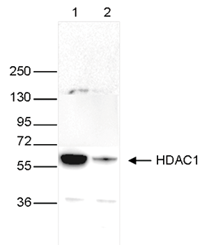 HDAC1 Antibody validated in Western Blot