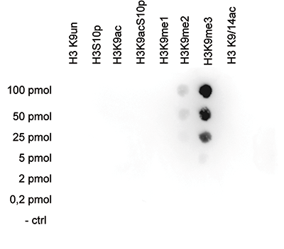 H3K9me3 Antibody validated in Dot Blot