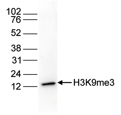 H3K9me3 Antibody validated in Western Blot