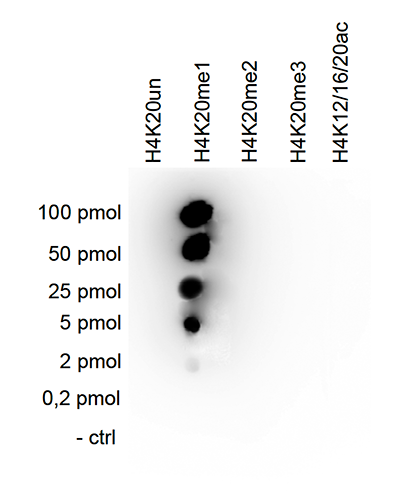 H4K20me1 Antibody validated in Dot Blot