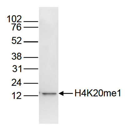 H4K20me1 Antibody validated in Western Blot