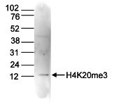 H4K20me3 Antibody validated in Western Blot