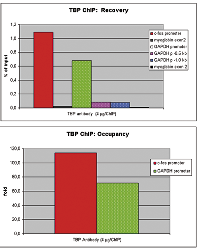 TBP Antibody for ChIP assay