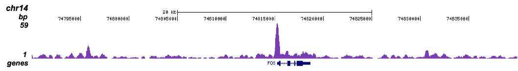 TBP Antibody for ChIP-seq