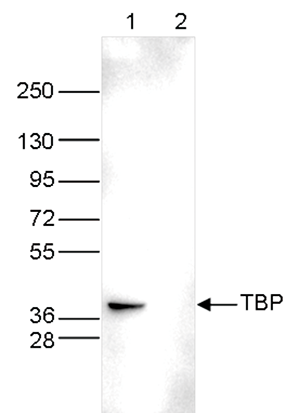 TBP Antibody validated in Western Blot