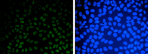 Immunofluorescence