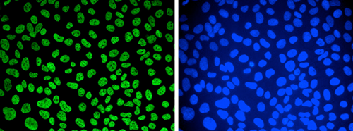 Immunofluorescence