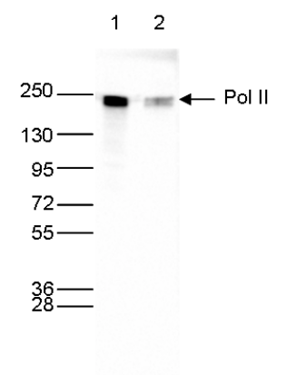 Pol II Antibody validated in Western Blot