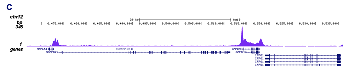 Pol II Antibody for ChIP-seq assay 