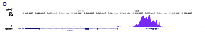 Pol II Antibody validated in ChIP-seq 