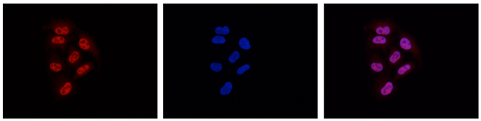 Pol II Antibody for Immunofluorescence