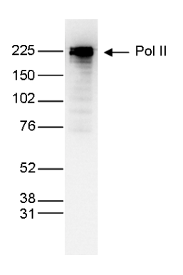 Pol II Antibody for Western Blot