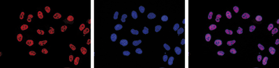 Pol II S2p Antibody validated in Immunofluorescence