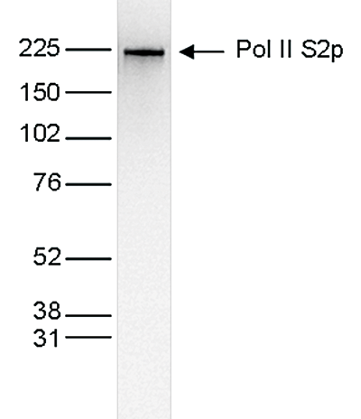 Pol II S2p Antibody validated in Western Blot