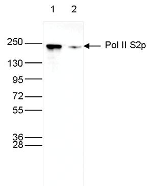 Pol II S2p Antibody validated in Western Blot