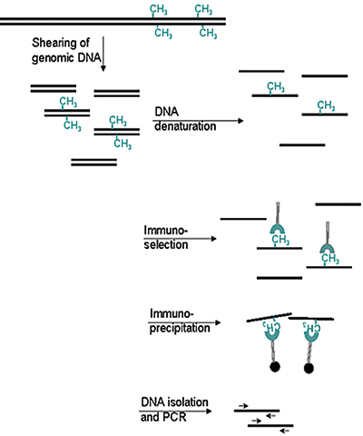 5-methylcytosine (5-mC) Antibody validated method