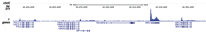 Pol II S5p Antibody for ChIP-seq