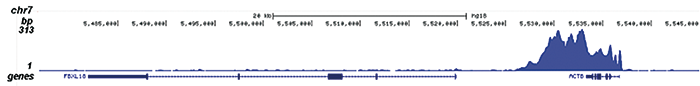 Pol II S5p Antibody validated in ChIP-seq 