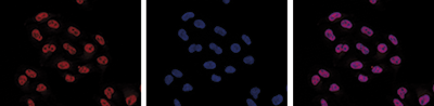 Pol II S5p Antibody validated in Immunofluorescence