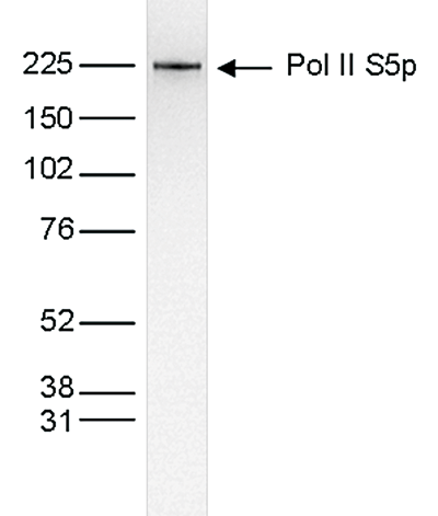 Pol II S5p Antibody validated in Western Blot