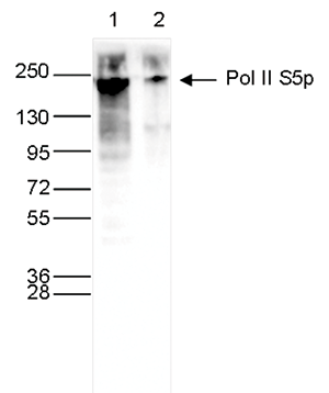 Pol II S5p Antibody validated in Western Blot