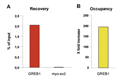 ER alpha Antibody ChIP Grade