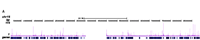 GR Antibody ChIP-seq Grade