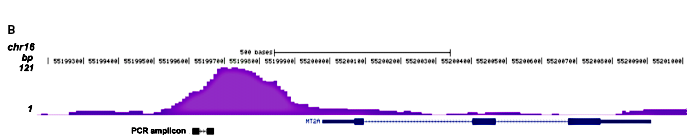 GR Antibody for ChIP-seq